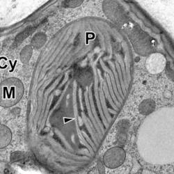 Fig. 5A