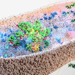 PFAS accumulation in gut bacteria
