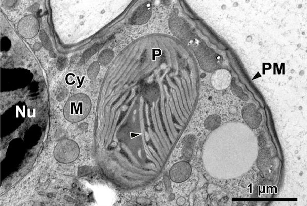 Fig. 5A