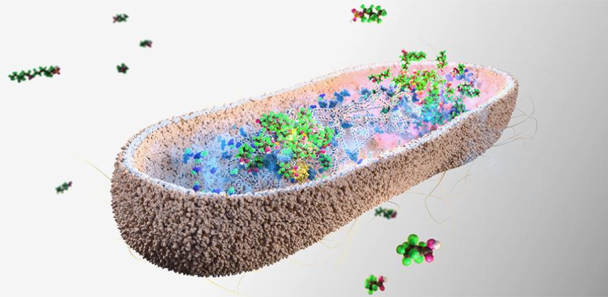 PFAS accumulation in gut bacteria